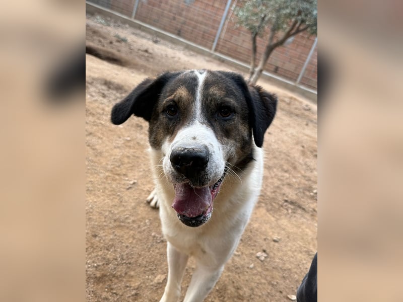 MICHELE - groß, kräftig, toll