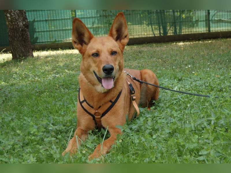 Red Teddy - mag Menschen, Spielen und Spazierengehen - Tierhilfe Franken e.V.