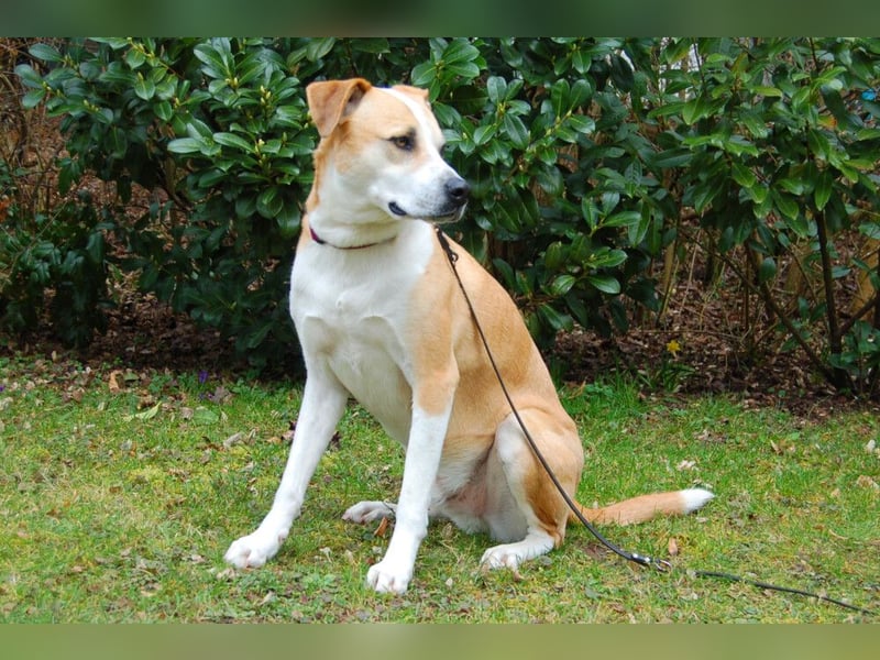 Lounis - großer Kuschelbär - Tierhilfe Franken e.V.