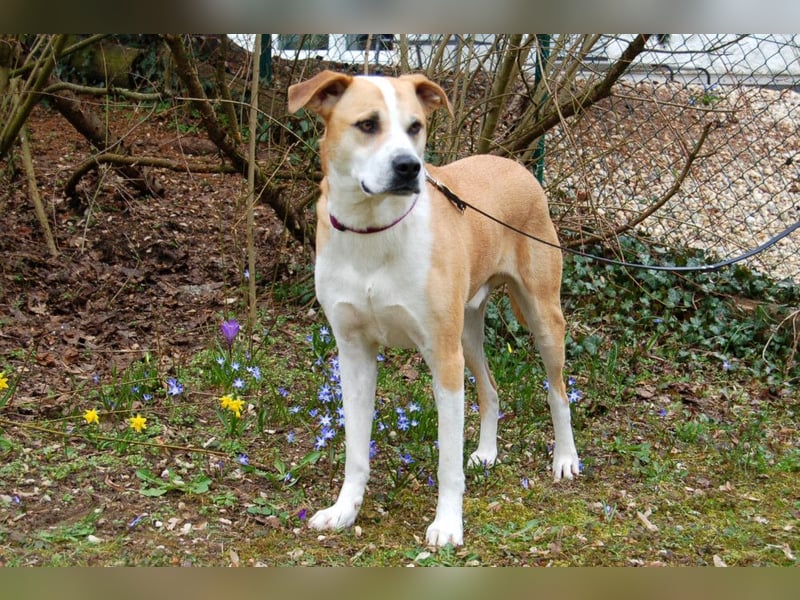 Lounis - großer Kuschelbär - Tierhilfe Franken e.V.