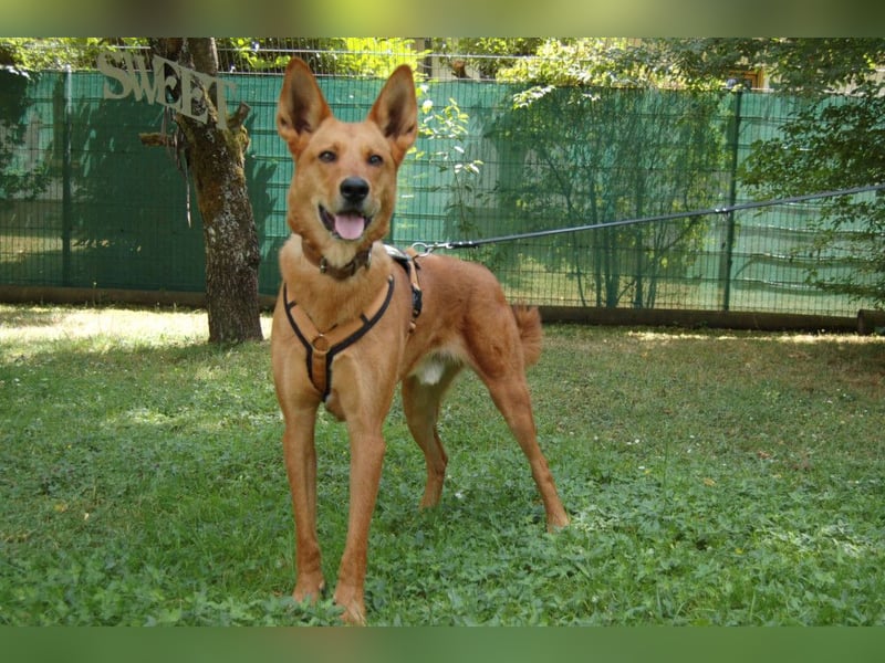 Red Teddy - mag Menschen, Spielen und Spazierengehen - Tierhilfe Franken e.V.