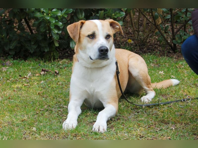 Lounis - großer Kuschelbär - Tierhilfe Franken e.V.