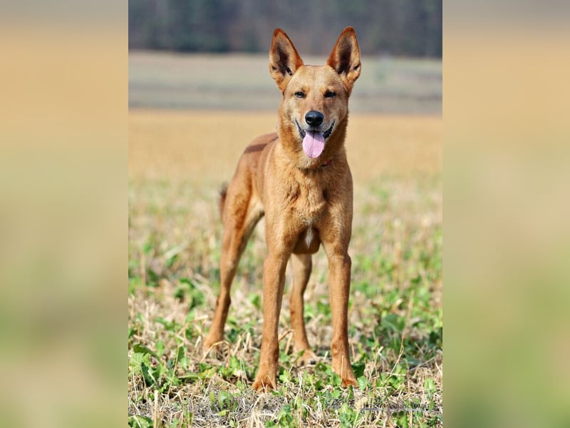 Red Teddy - mag Menschen, Spielen und Spazierengehen - Tierhilfe Franken e.V.