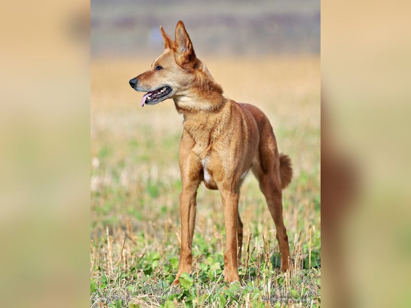 Red Teddy - mag Menschen, Spielen und Spazierengehen - Tierhilfe Franken e.V.