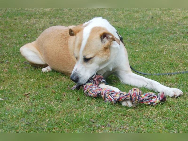 Lounis - großer Kuschelbär - Tierhilfe Franken e.V.