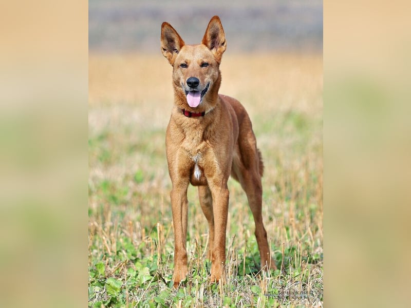 Red Teddy - mag Menschen, Spielen und Spazierengehen - Tierhilfe Franken e.V.