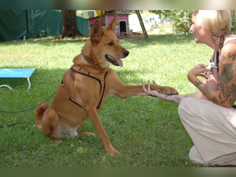 Red Teddy - mag Menschen, Spielen und Spazierengehen - Tierhilfe Franken e.V.