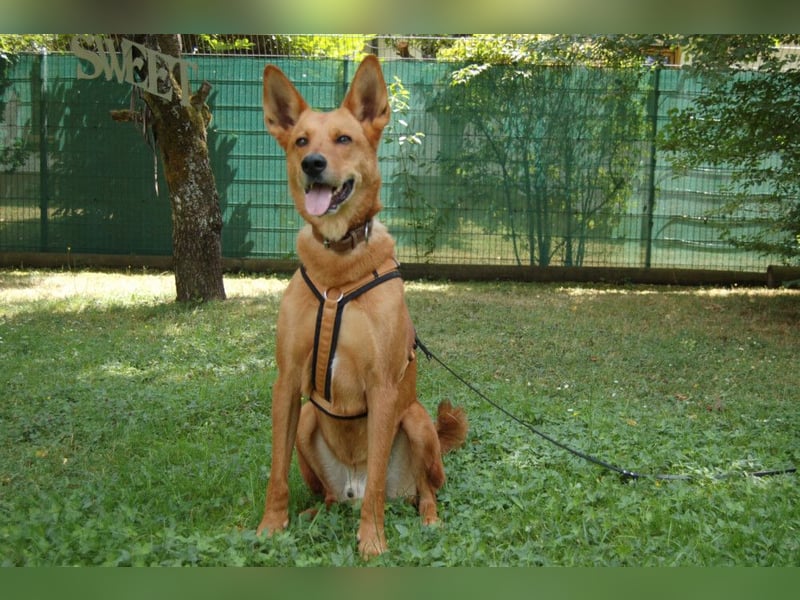 Red Teddy - mag Menschen, Spielen und Spazierengehen - Tierhilfe Franken e.V.