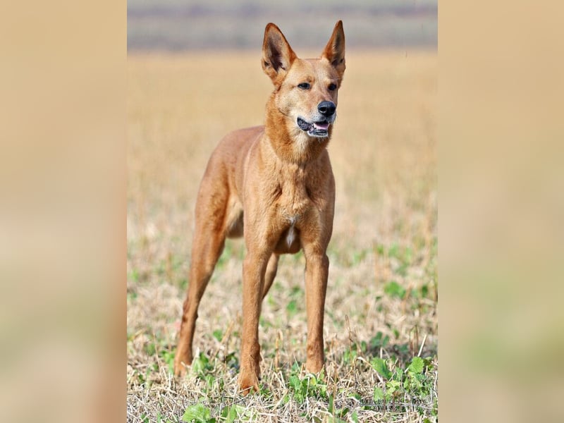 Red Teddy - mag Menschen, Spielen und Spazierengehen - Tierhilfe Franken e.V.