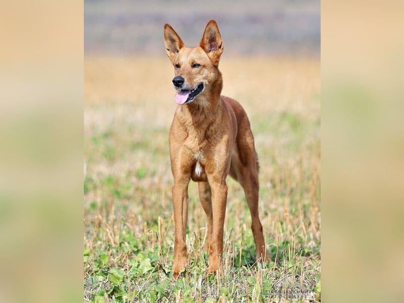 Red Teddy - mag Menschen, Spielen und Spazierengehen - Tierhilfe Franken e.V.
