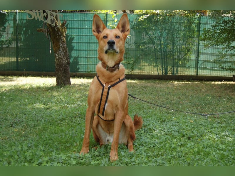Red Teddy - mag Menschen, Spielen und Spazierengehen - Tierhilfe Franken e.V.
