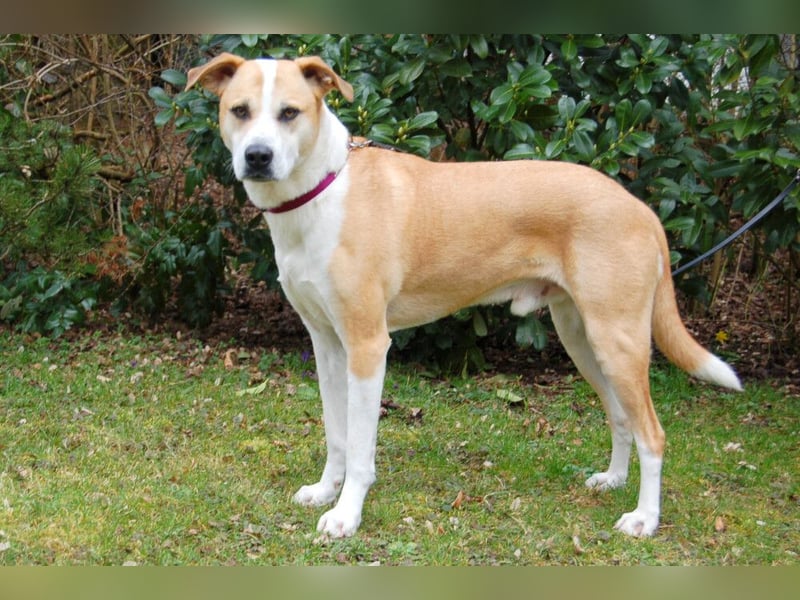 Lounis - großer Kuschelbär - Tierhilfe Franken e.V.