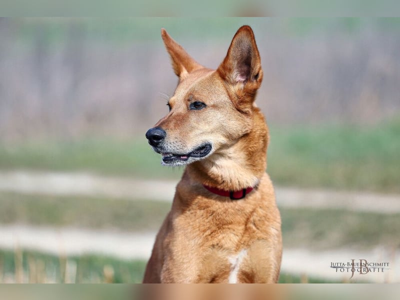 Red Teddy - mag Menschen, Spielen und Spazierengehen - Tierhilfe Franken e.V.