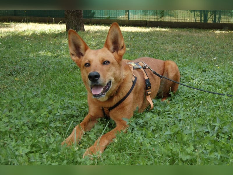 Red Teddy - mag Menschen, Spielen und Spazierengehen - Tierhilfe Franken e.V.