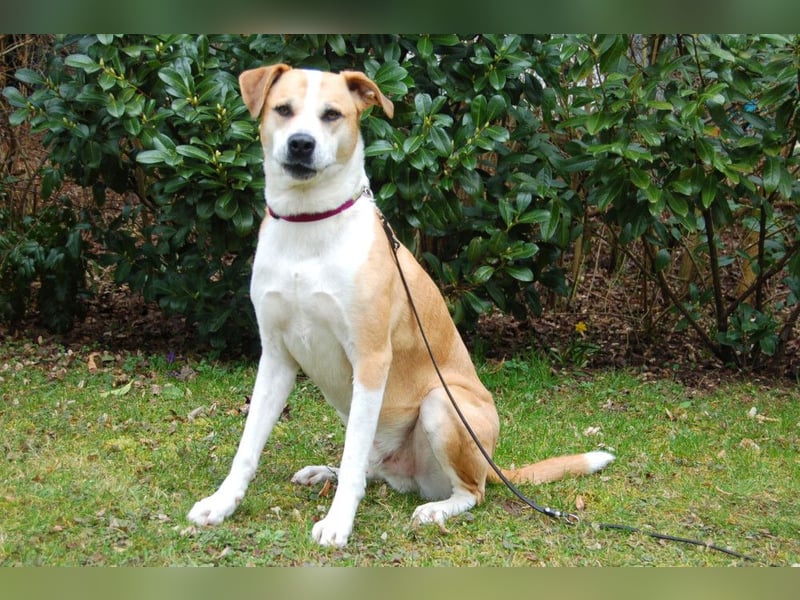 Lounis - großer Kuschelbär - Tierhilfe Franken e.V.