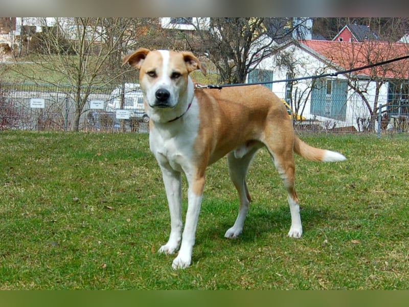 Lounis - großer Kuschelbär - Tierhilfe Franken e.V.