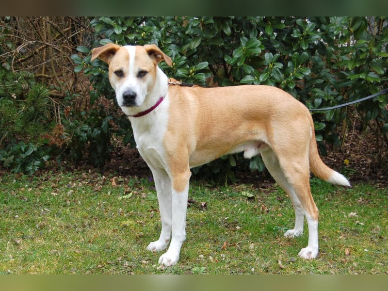 Lounis - großer Kuschelbär - Tierhilfe Franken e.V.