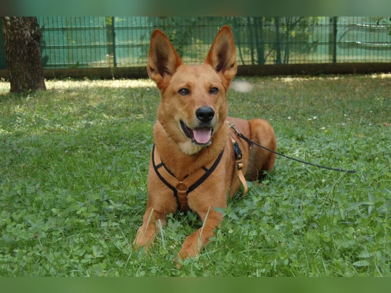 Red Teddy - mag Menschen, Spielen und Spazierengehen - Tierhilfe Franken e.V.