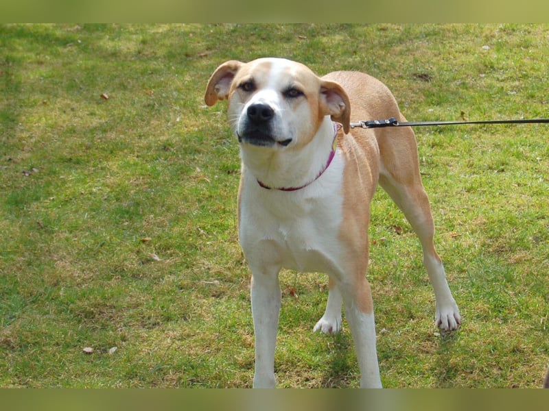 Lounis - großer Kuschelbär - Tierhilfe Franken e.V.