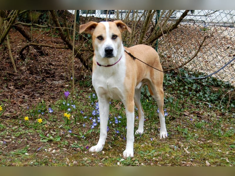 Lounis - großer Kuschelbär - Tierhilfe Franken e.V.