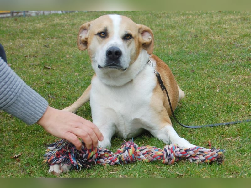 Lounis - großer Kuschelbär - Tierhilfe Franken e.V.