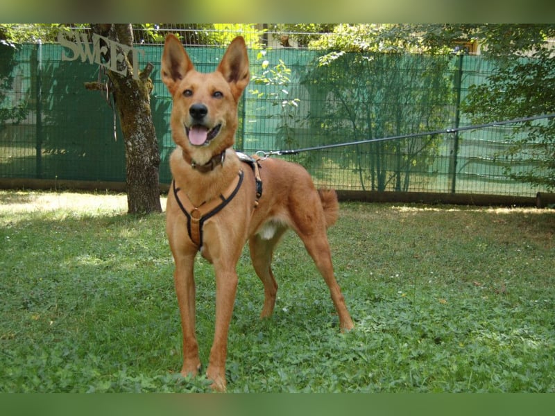 Red Teddy - mag Menschen, Spielen und Spazierengehen - Tierhilfe Franken e.V.