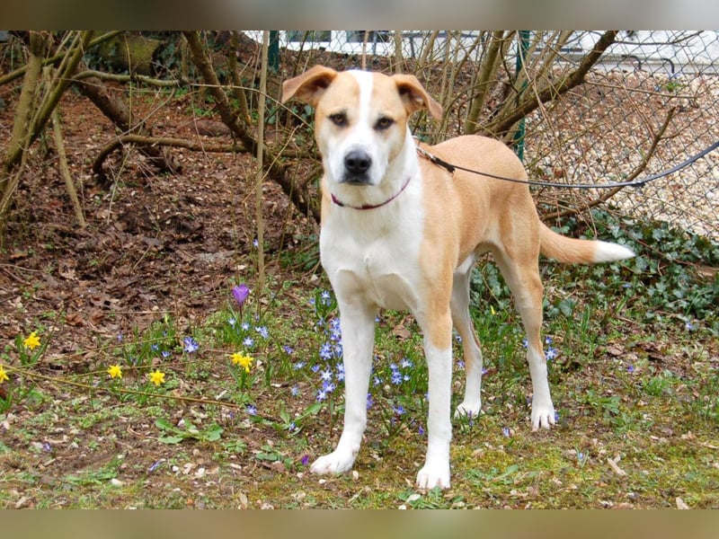 Lounis - großer Kuschelbär - Tierhilfe Franken e.V.