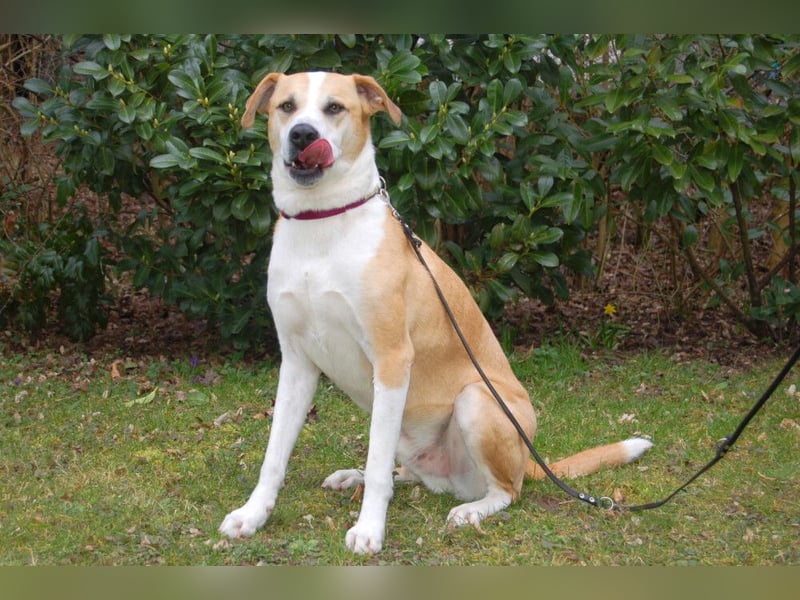 Lounis - großer Kuschelbär - Tierhilfe Franken e.V.