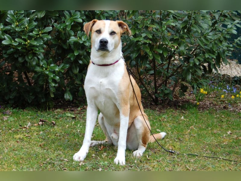 Lounis - großer Kuschelbär - Tierhilfe Franken e.V.
