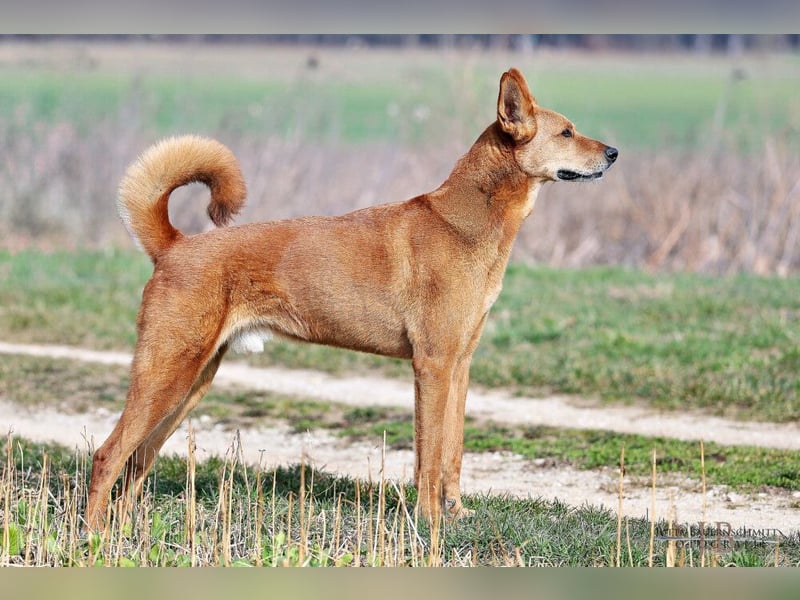 Red Teddy - mag Menschen, Spielen und Spazierengehen - Tierhilfe Franken e.V.