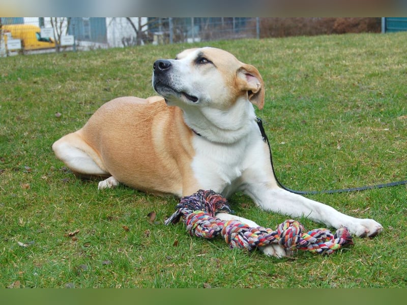 Lounis - großer Kuschelbär - Tierhilfe Franken e.V.