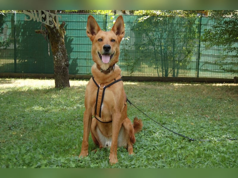 Red Teddy - mag Menschen, Spielen und Spazierengehen - Tierhilfe Franken e.V.