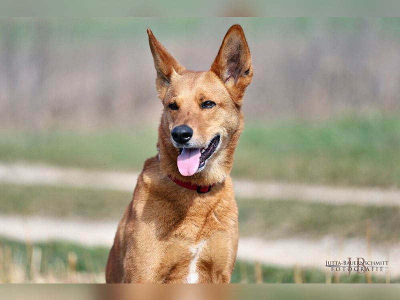 Red Teddy - mag Menschen, Spielen und Spazierengehen - Tierhilfe Franken e.V.