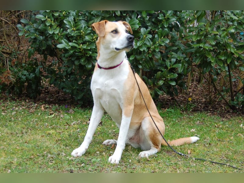 Lounis - großer Kuschelbär - Tierhilfe Franken e.V.