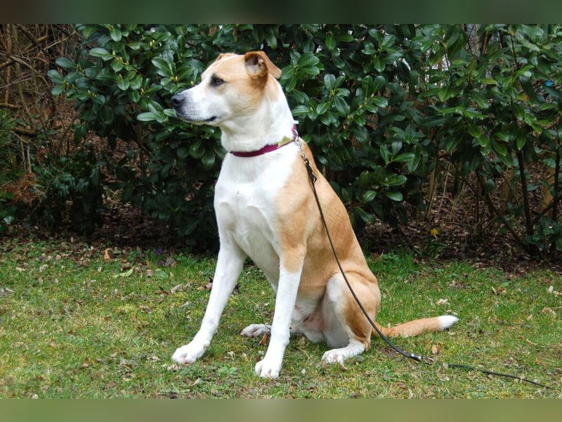 Lounis - großer Kuschelbär - Tierhilfe Franken e.V.