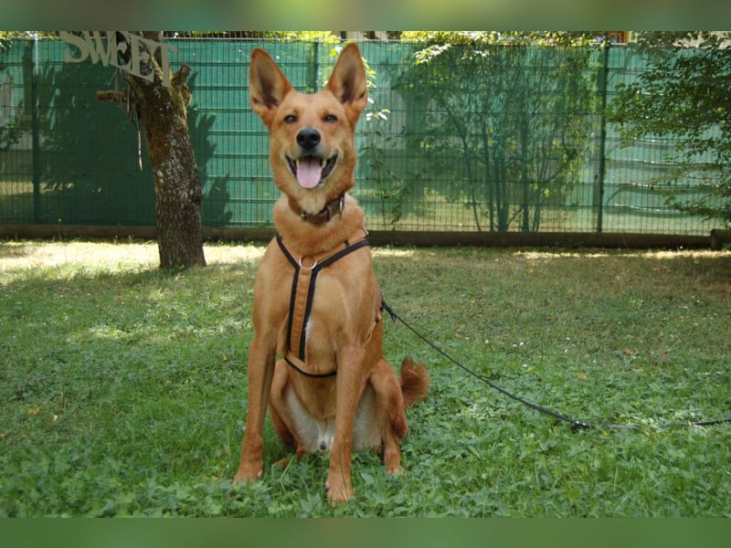Red Teddy - mag Menschen, Spielen und Spazierengehen - Tierhilfe Franken e.V.