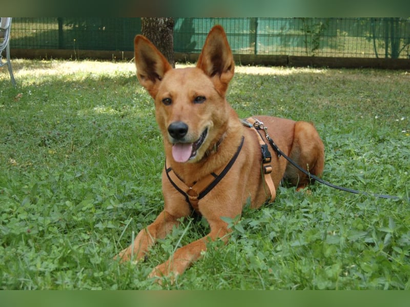 Red Teddy - mag Menschen, Spielen und Spazierengehen - Tierhilfe Franken e.V.