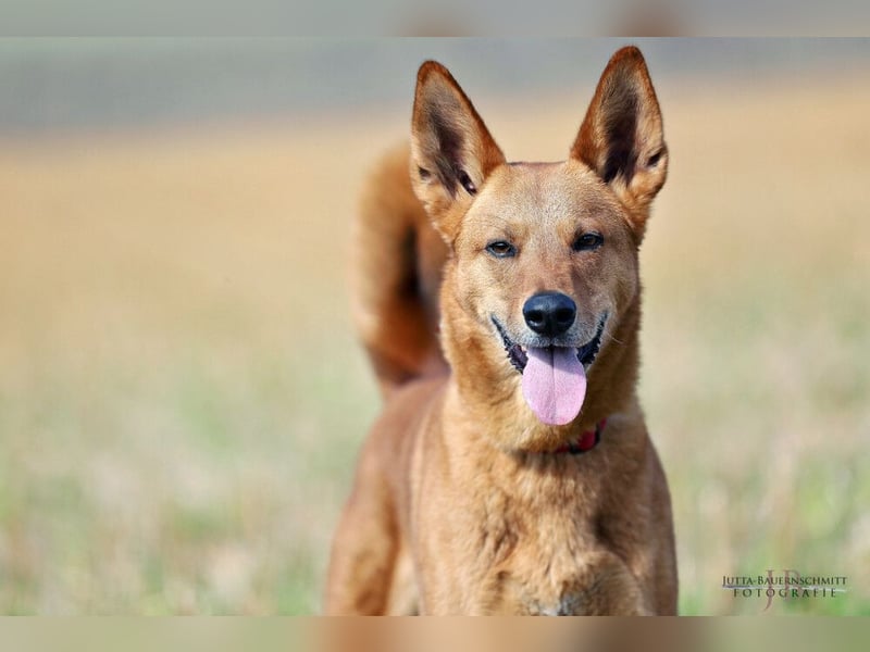 Red Teddy - mag Menschen, Spielen und Spazierengehen - Tierhilfe Franken e.V.