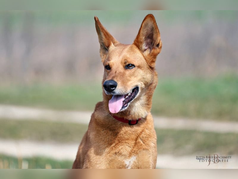 Red Teddy - mag Menschen, Spielen und Spazierengehen - Tierhilfe Franken e.V.