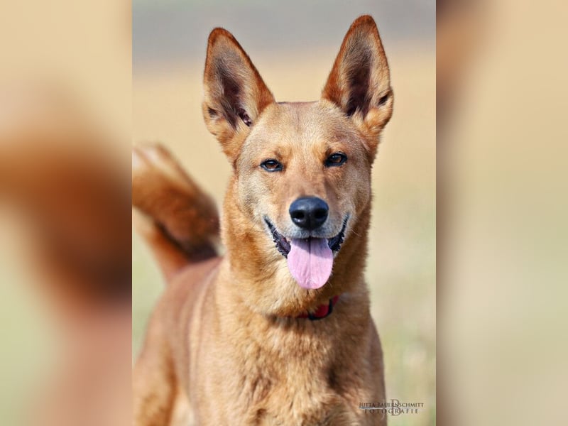 Red Teddy - mag Menschen, Spielen und Spazierengehen - Tierhilfe Franken e.V.