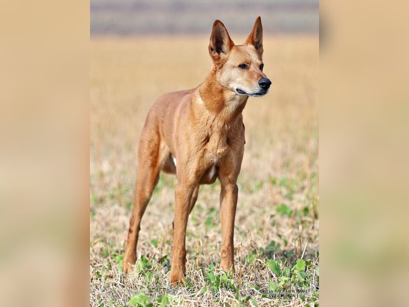 Red Teddy - mag Menschen, Spielen und Spazierengehen - Tierhilfe Franken e.V.