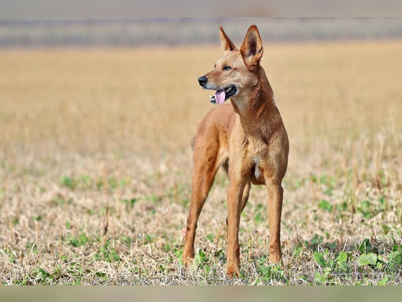 Red Teddy - mag Menschen, Spielen und Spazierengehen - Tierhilfe Franken e.V.