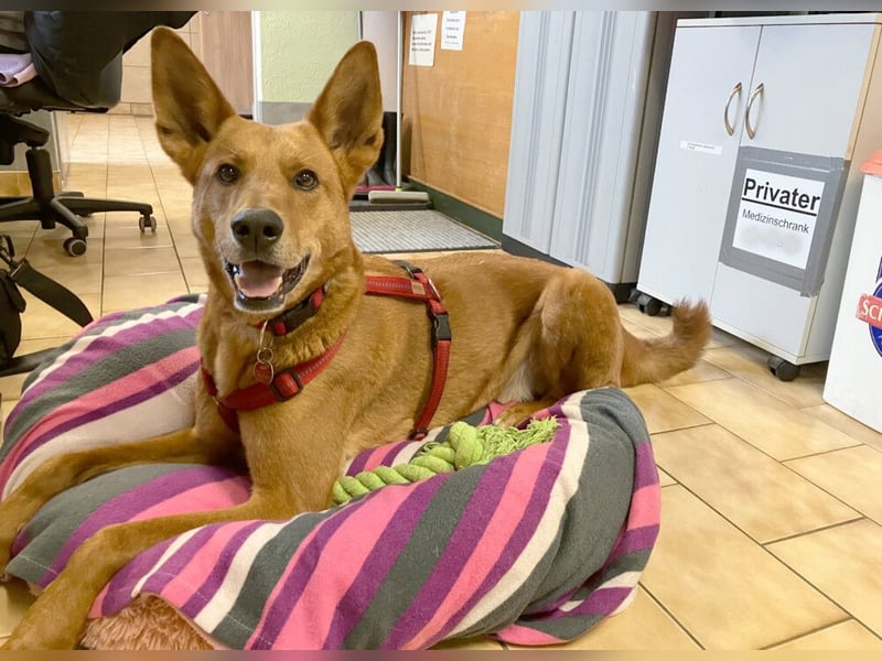 Red Teddy - mag Menschen, Spielen und Spazierengehen - Tierhilfe Franken e.V.