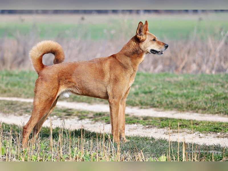 Red Teddy - mag Menschen, Spielen und Spazierengehen - Tierhilfe Franken e.V.