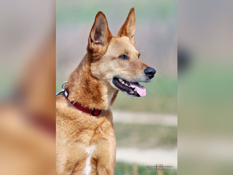 Red Teddy - mag Menschen, Spielen und Spazierengehen - Tierhilfe Franken e.V.