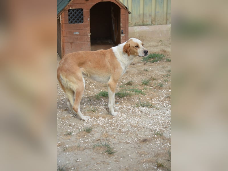 Kanosch, ca. 2022 geboren, gut verträglich, noch zurückhaltend