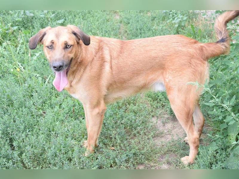 Eine sanfte große Hundeseele: RONNIE, ca. 2022 geboren, geht super an der Leine, verträglich, lieb