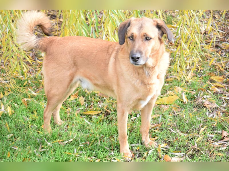 Eine sanfte große Hundeseele: RONNIE, ca. 2022 geboren, geht super an der Leine, verträglich, lieb