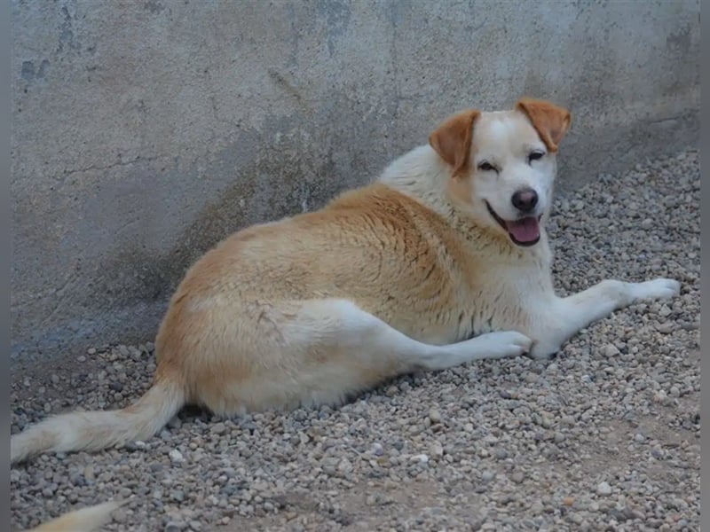 „Marley“, geb. ca. 2020, sehr lieb, ein Beinchen wurde ihm mit dem Messer abgetrennt von Tierquälern