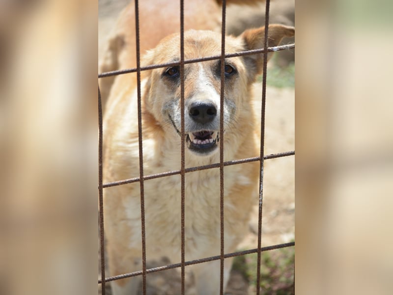 Panina, ca. 2019 geboren, sucht ein ruhiges Zuhause